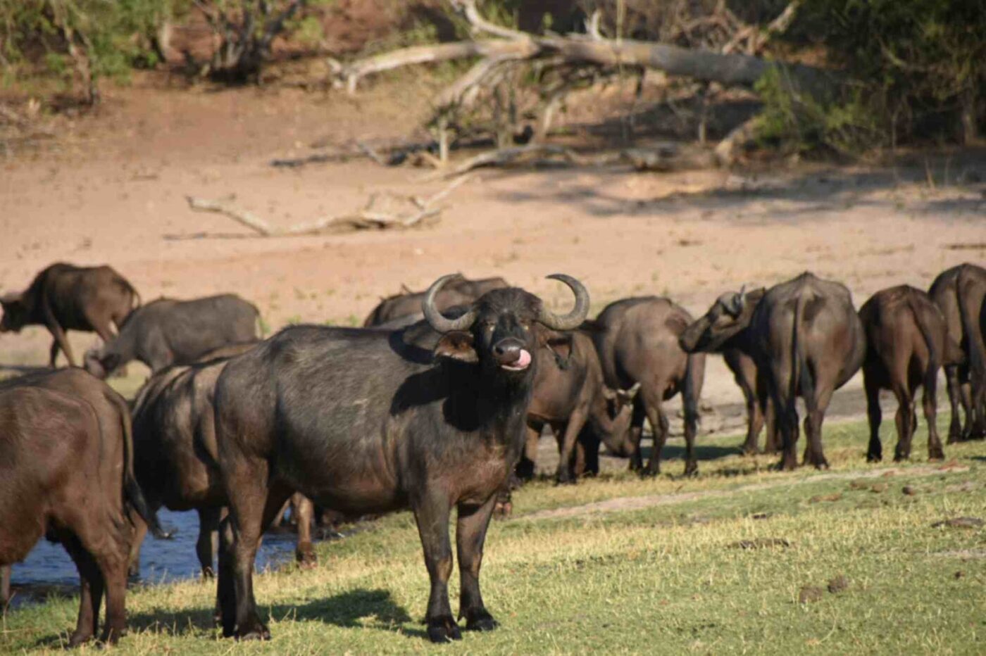 Animals at Chobe National Park 3 Animals at Chobe National Park 3