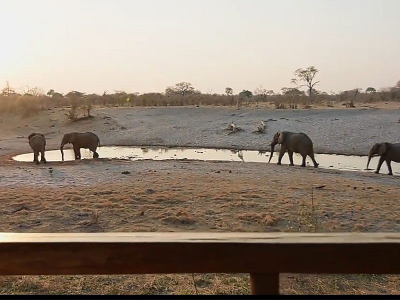 The Best Places to Stay Near Chobe National Park 19 savute safari lodge, best place near chobe national park
