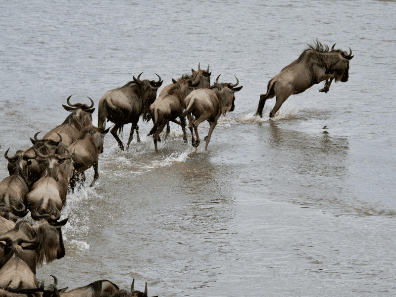 The 8 Best African Safari Tours for 2025-2026 1 The Great Migration Best African Safari - Tanzania & Kenya