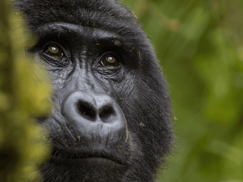 What to Wear Gorilla Trekking in Rwanda 1 What to wear gorilla trekking in Rwanda
