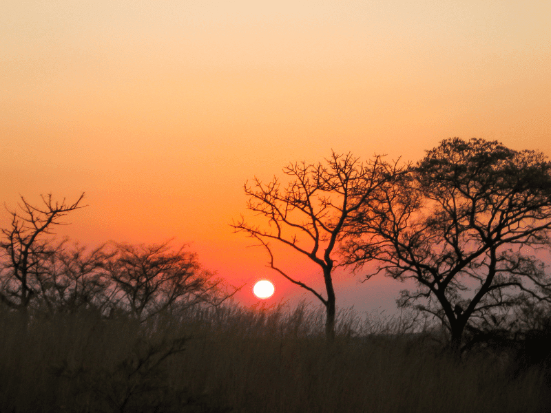 The 8 Best African Safari Tours for 2025-2026 2 Kruger National Park African Safari - South Africa