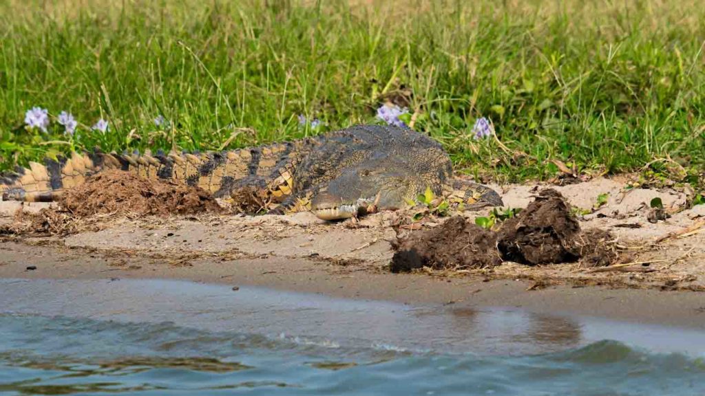 Nile crocodile’s skin can be seen  to Crocodiles in Victoria Falls