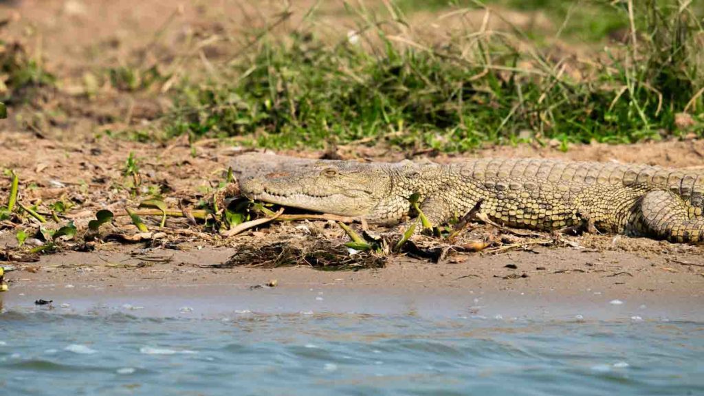 best Crocodiles in Victoria Falls