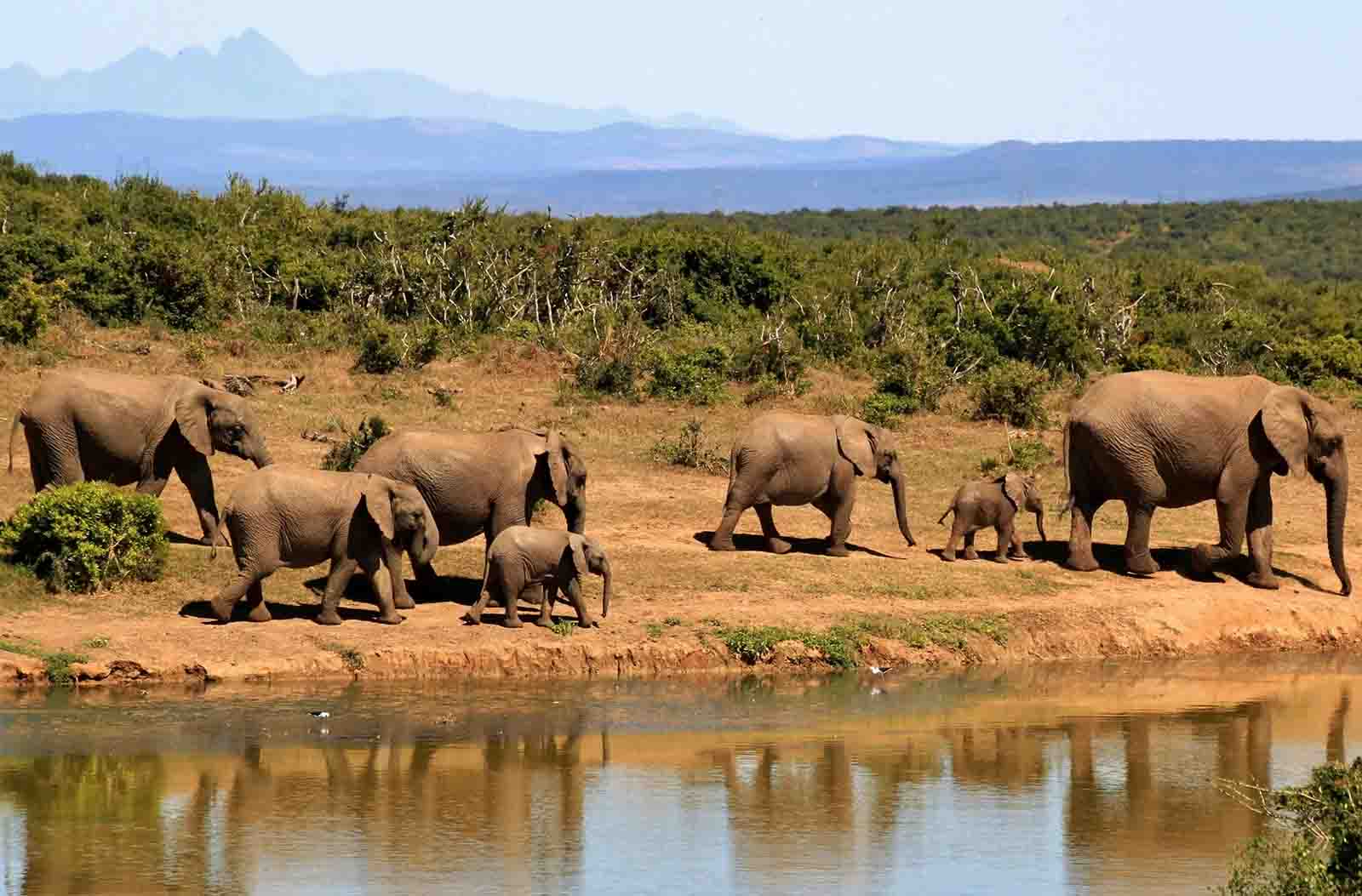 Elephatnts of Laikipia Wilderness part of East African Safaris