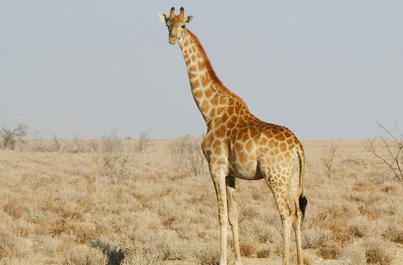 giraffe of Etosha National Park  part of Southern African Safaris