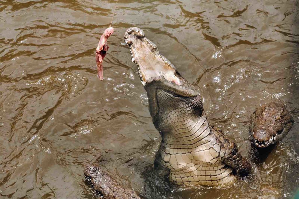Feeding Crocodiles in Victoria Falls