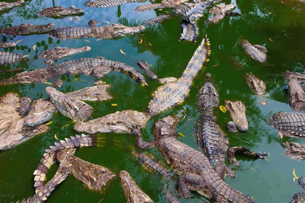 Crocodiles in Victoria Falls Farm