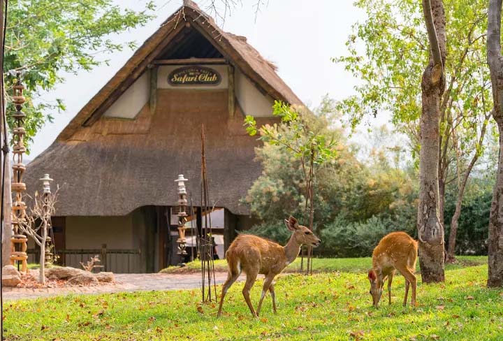 Victoria Falls Safari Club is one of the places to Stay in Victoria Falls