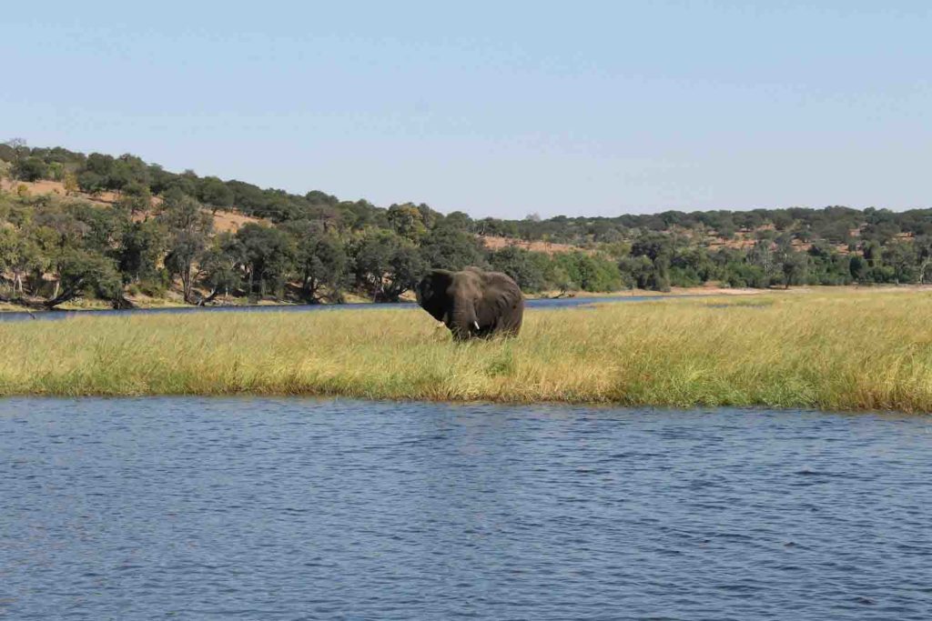 A’Zambezi River Lodge with elephants view is a lace to Stay in Victoria Falls