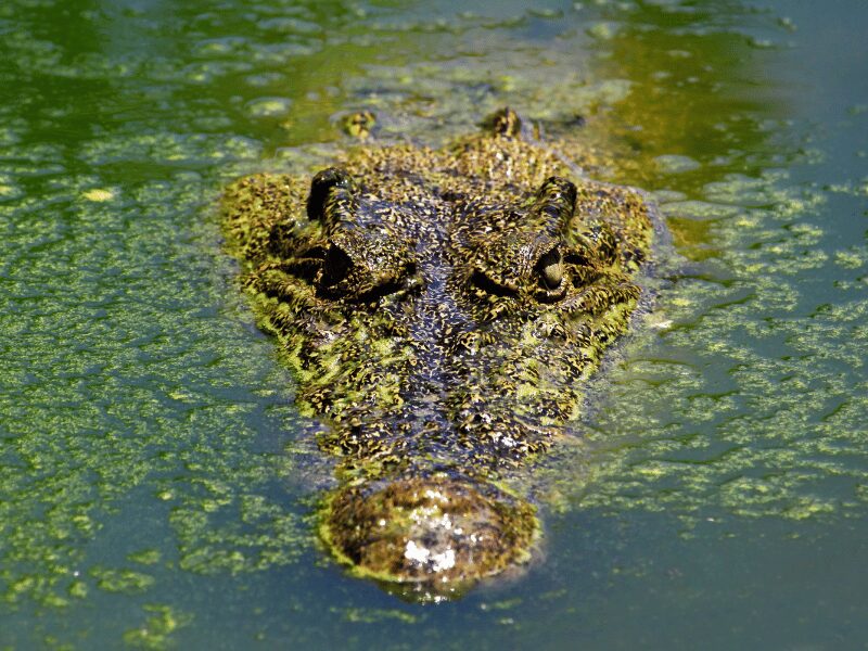 A crocodiles head peaking out of the water