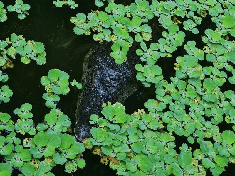 Crocodiles in Victoria Falls