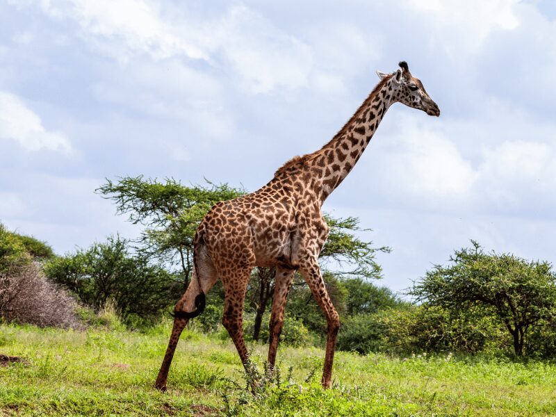Animals at Chobe National Park 3