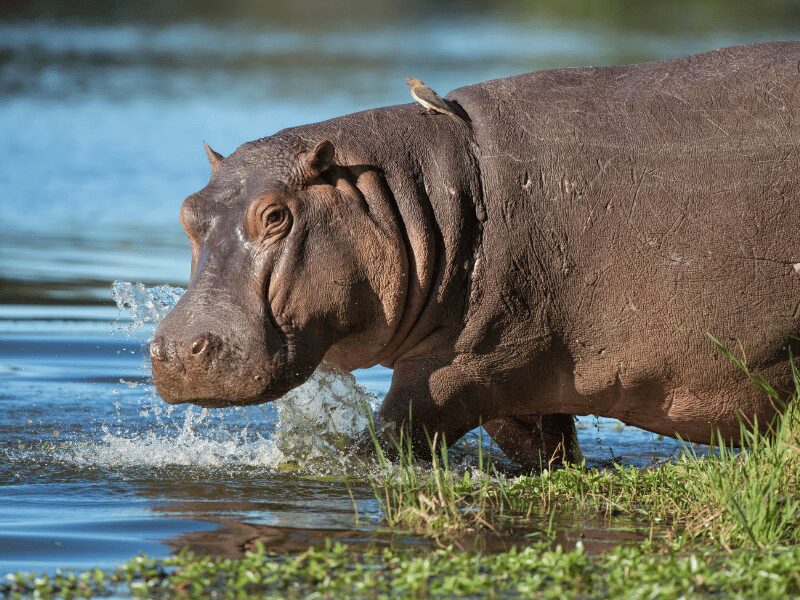 Hippo stepping into a body of water
