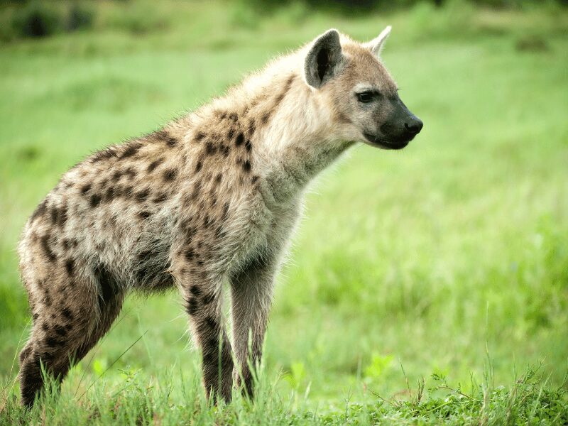 Animals at Chobe National Park 6