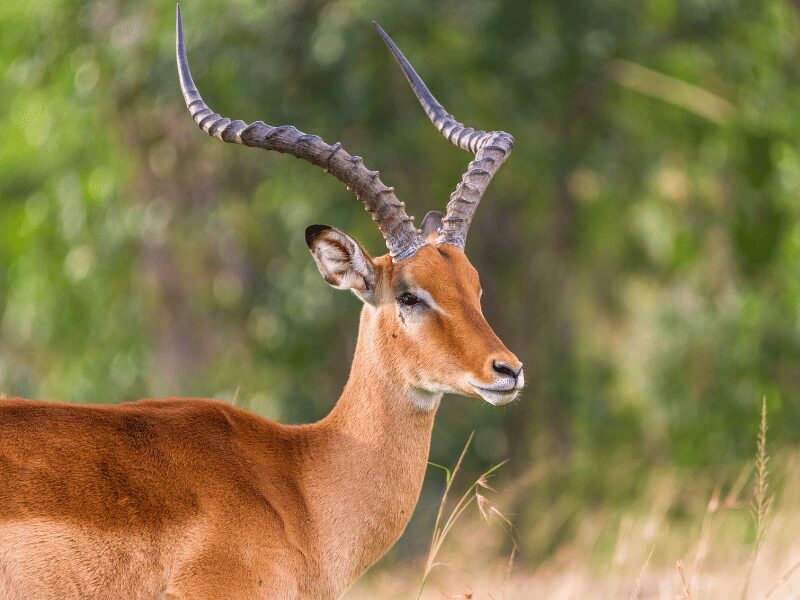 Animals at Chobe National Park 4