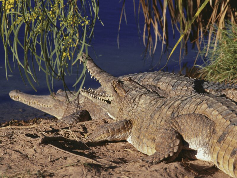 Two crocodiles at the shore