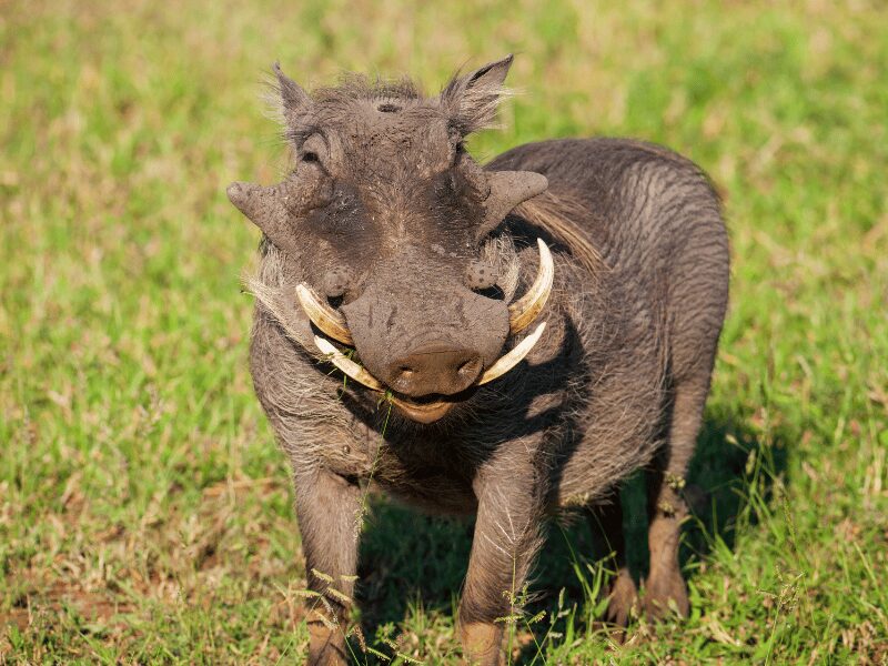 Animals at Chobe National Park 5