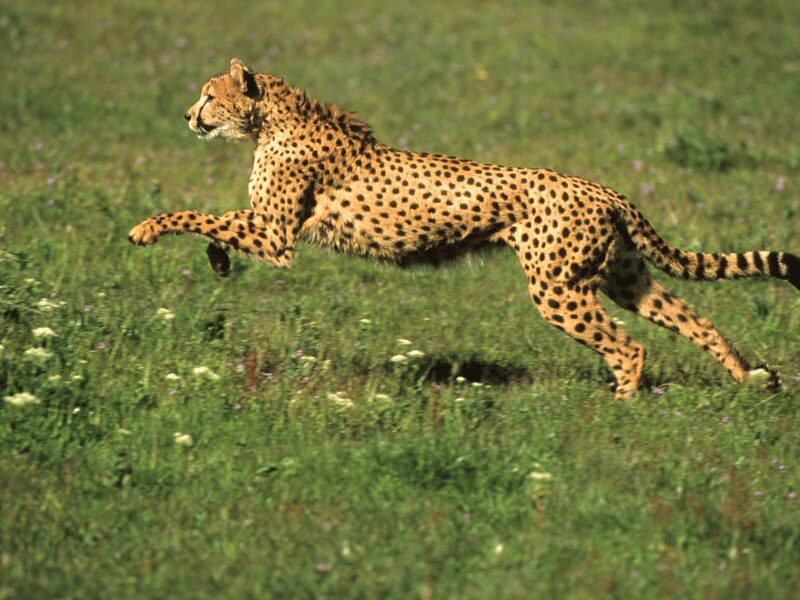 Animals at Chobe National Park 8