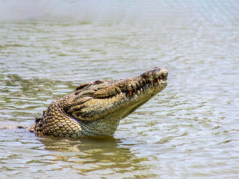 Can You See Crocodiles in Victoria Falls?