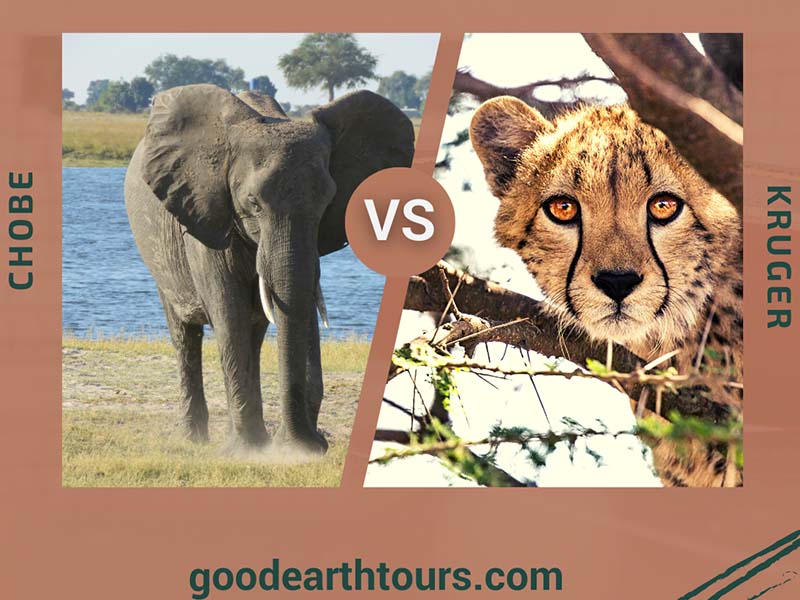 Chobe vs Kruger: Which is Better?