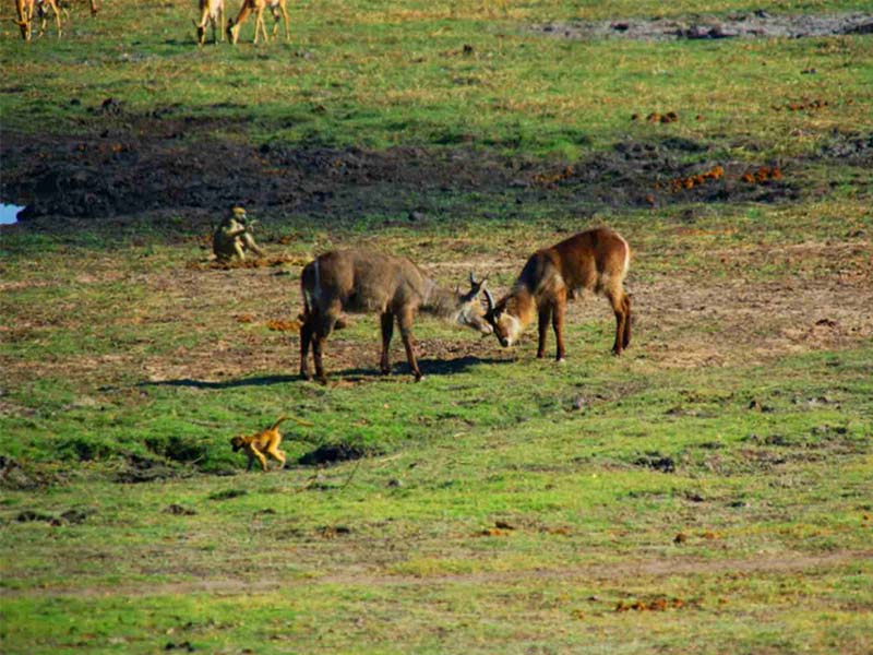 Animals at Chobe National Park
