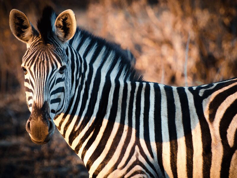 zebra at chobe national park