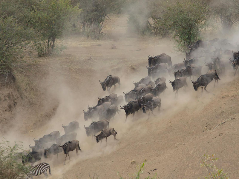 best time to visit Chobe national park and see minor zebra and wildebeest migrations