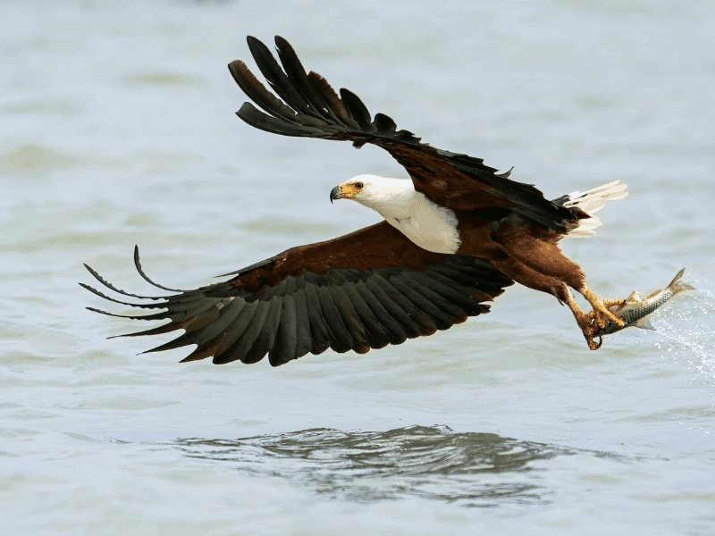23 Birds in Chobe National Park 2 African Fish Eagle
