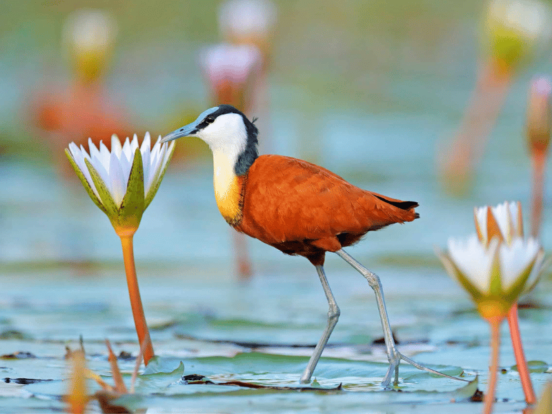 23 Birds in Chobe National Park 3 African Jacana