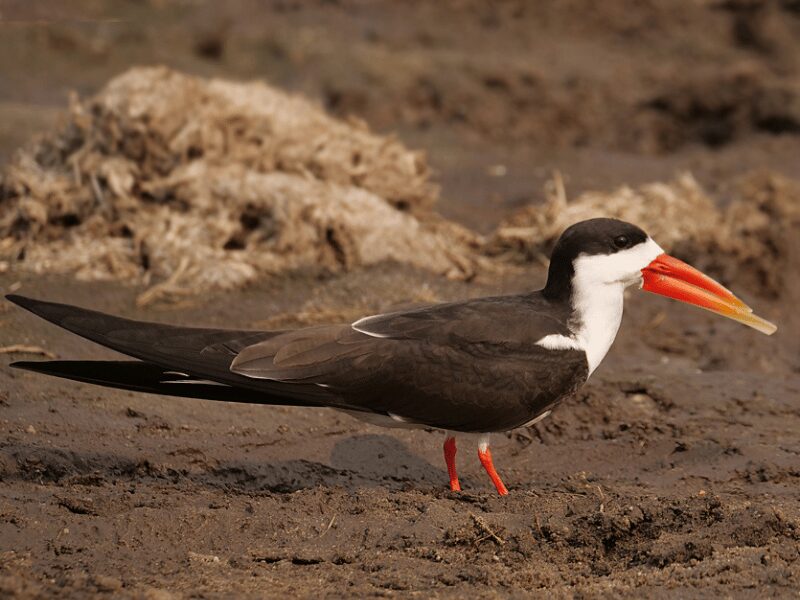 23 Birds in Chobe National Park 5 African Skimmer