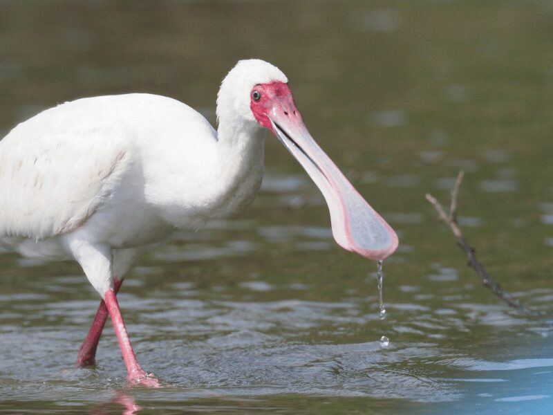 23 Birds in Chobe National Park 6 African Spoonbill