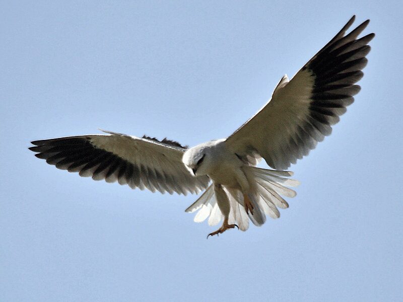 23 Birds in Chobe National Park 9 Black Winged Kite