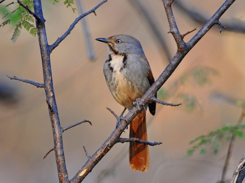 23 Birds in Chobe National Park 11 Collared Palm Thrush