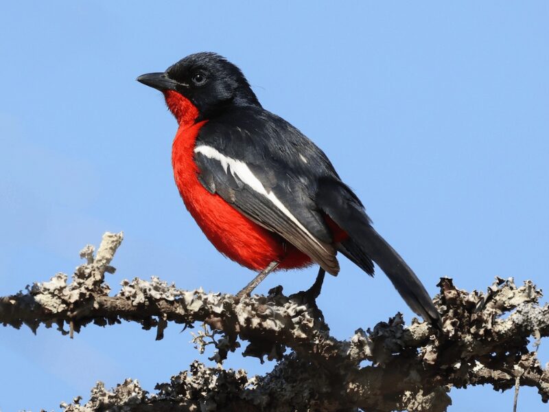 23 Birds in Chobe National Park 13 Crimson Breasted Gonolek