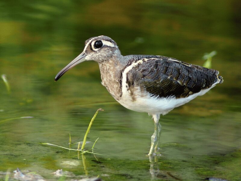 23 Birds in Chobe National Park 15 Greater Painted Snipe
