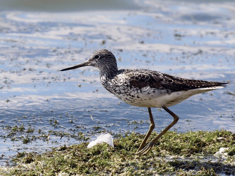 23 Birds in Chobe National Park 17 Greenshank