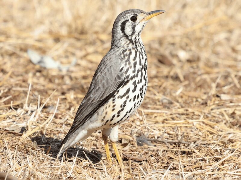 23 Birds in Chobe National Park 19 Groundscraper Thrush