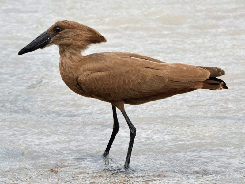 23 Birds in Chobe National Park 20 Hamerkop