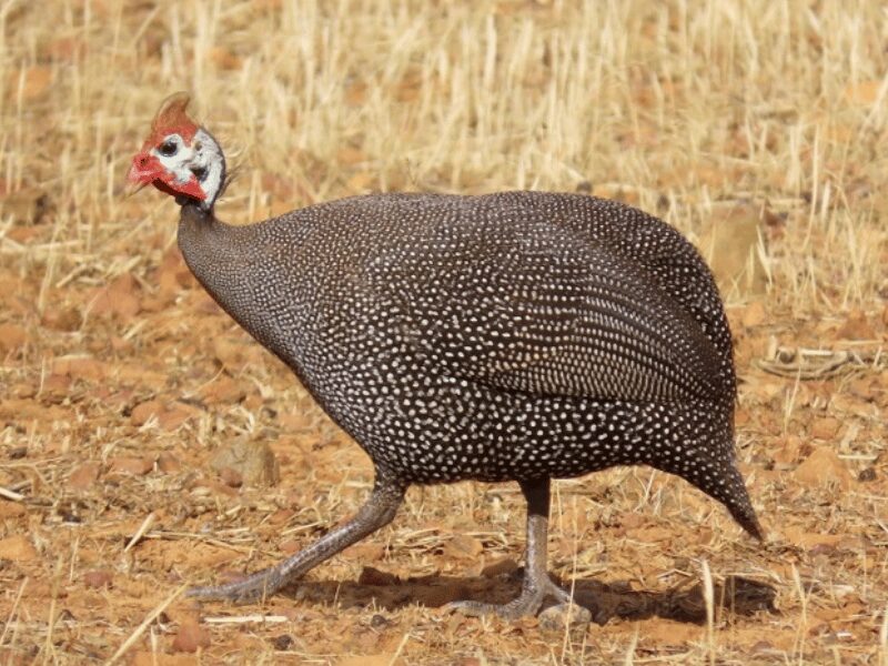 23 Birds in Chobe National Park 21 Helmeted Guineafowl