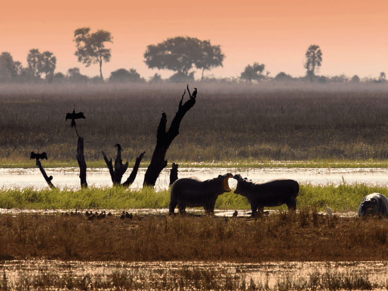 Hippos at sunset - The Best time to Visit Chobe National Park