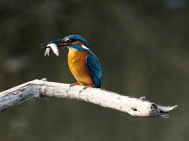 23 Birds in Chobe National Park 22 Kingfisher