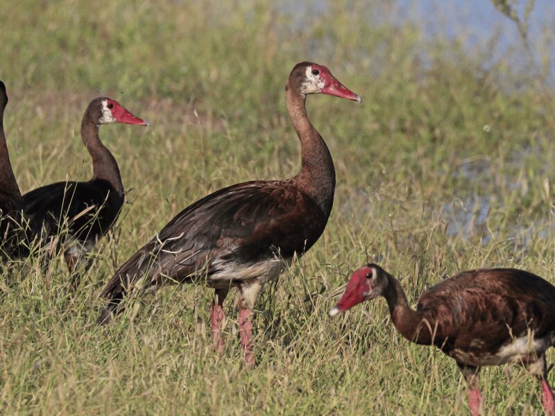 23 Birds in Chobe National Park 14 Spur Winged Goose