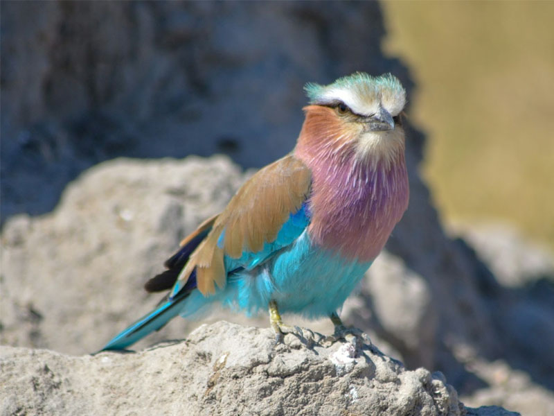 Birds in chobe national park