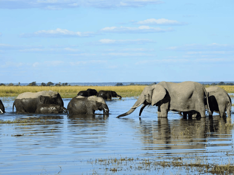 elephants at Chobe National Park