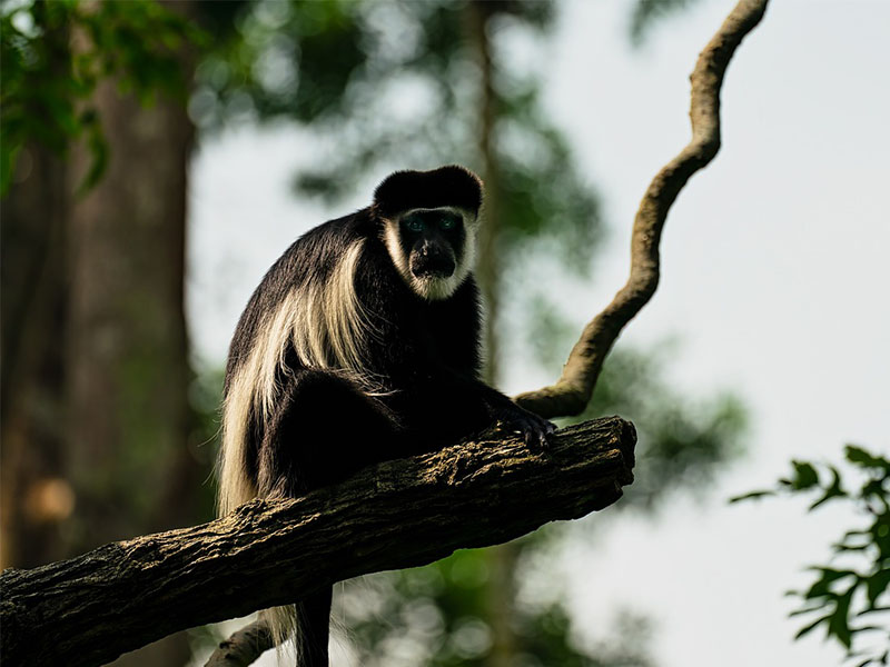 Colobus Monkeys In Rwanda for Africa Safaris For Seniors 