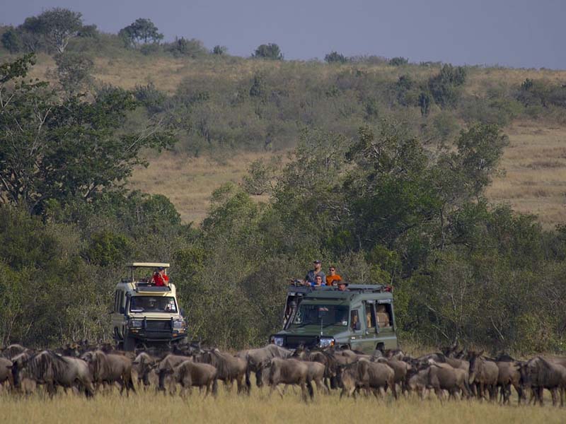 The Guests Observing The Wildebeest Migration in The Serengeti