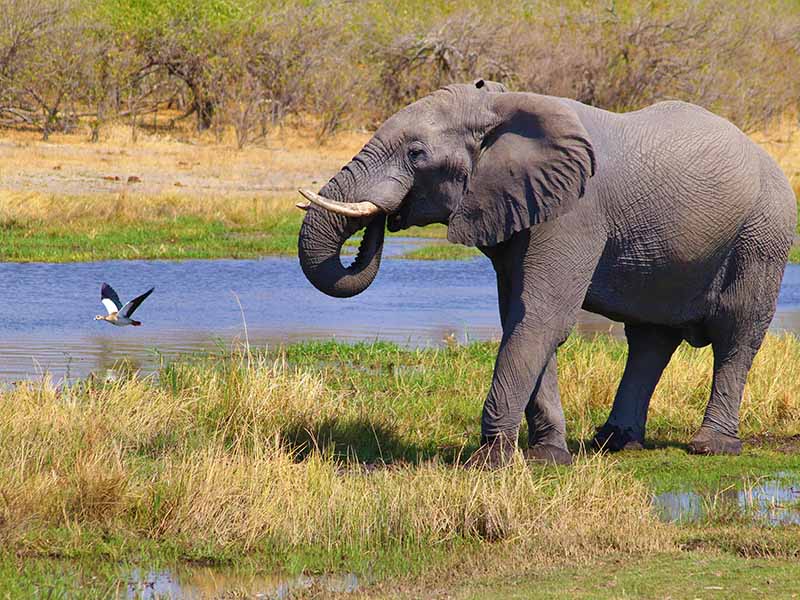 Chobe River in Bostwana for Africa Safaris For Seniors 