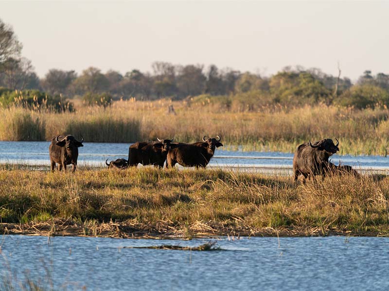 Wildlife during Africa Safaris For Seniors 