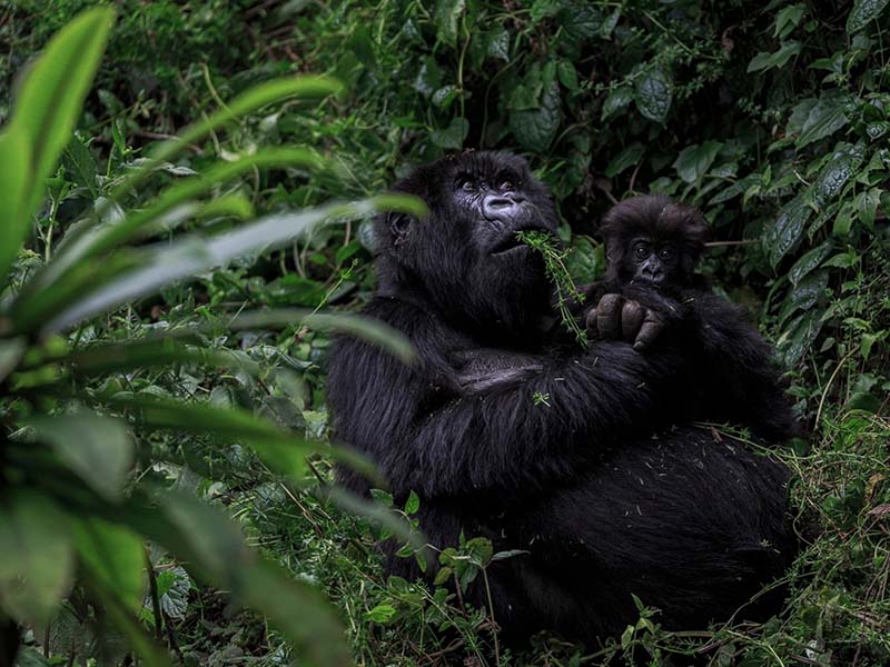 A Complete Beginner's Guide to Gorilla Trekking in Rwanda