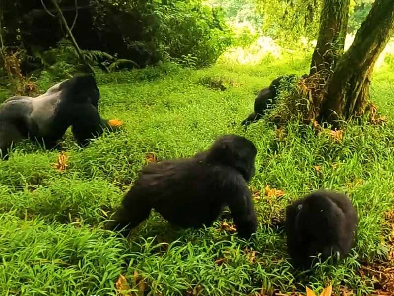 gorilla trekking in rwanda 